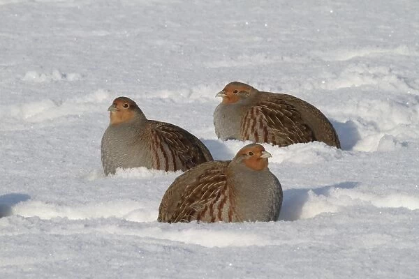 Grey Partridge (Perdix perdix) three adults, foraging in snow, Leicestershire, England, january