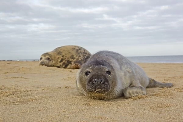 Grey Seal (Halichoerus grypus) pup, with dark coat, resting on sandy beach, with mother in background, Horsey, Norfolk