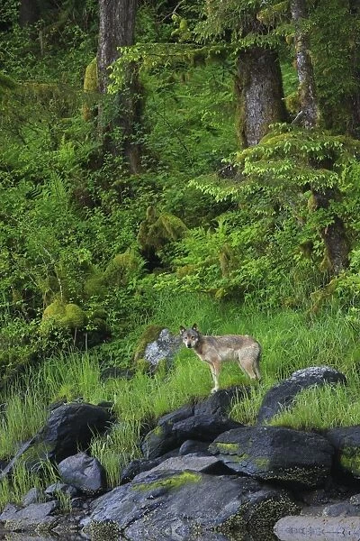 Grey Wolf (Canis lupus) adult, standing on rocks at edge of estuary shoreline in temperate coastal rainforest habitat