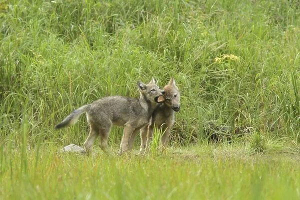 Grey Wolf (Canis lupus) two pups, playfighting in marshland, in temperate coastal rainforest, Coast Mountains