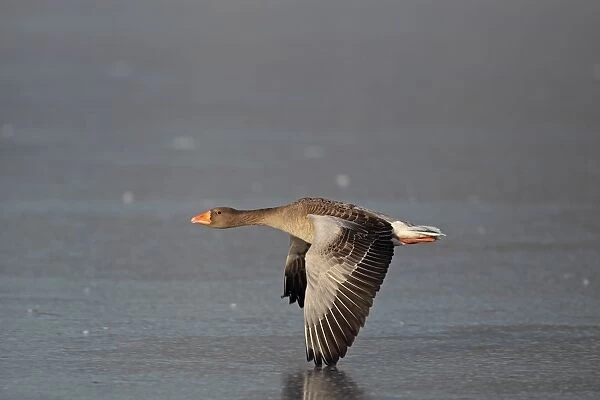 Greylag Goose (Anser anser) adult, in flight over frozen lake, Whitlingham Country Park, River Yare, The Broads, Norfolk, England, december