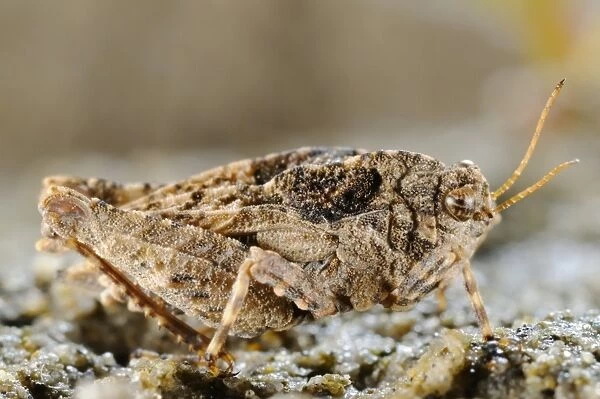 Groundhopper (Depressotetrix depressa) adult, Italy, august