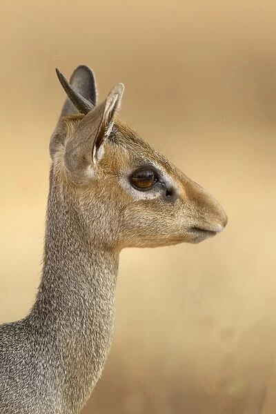 Guenthers Dik-dik (Madoqua guentheri) adult male, close-up of head and neck, Samburu National Reserve, Kenya, August