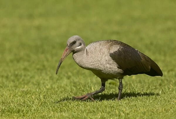 Hadada Ibis (Bostrychia hagedash) adult, walking on grass, Cape Town, Western Cape Province, South Africa, August