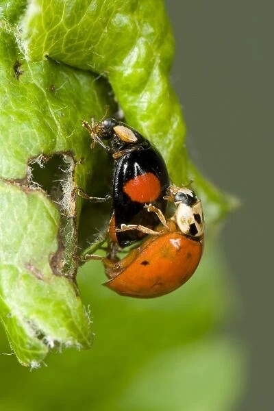 Harlequin Ladybird, Harmonia axyridis, two colour variations, adult pair, mating on apple leaves damaged by