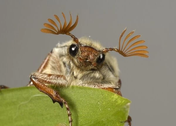 Head and antennae of an adult cockchafer (Melolontha melolontha) or may-bug on a leaf