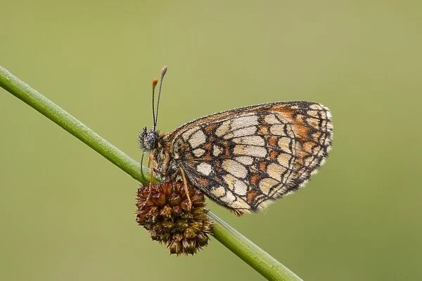 Heath Fritillary (Melitaea athalia) adult, covered in dew, resting on stem, East Blean Woods National Nature Reserve