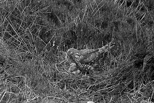 Hen Harrier at nest Orkney. Taken by Eric Hosking in 1946