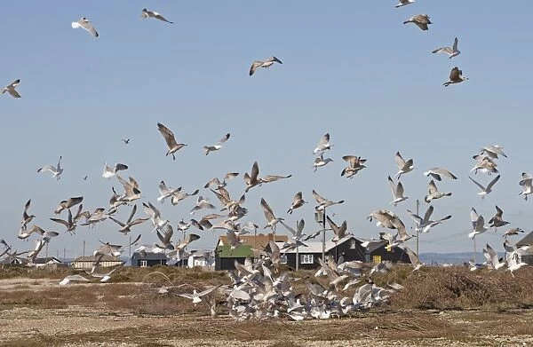 Herring Gull (Larus argentatus) adults and immatures, flock in feeding frenzy, Dungeness, Kent, England