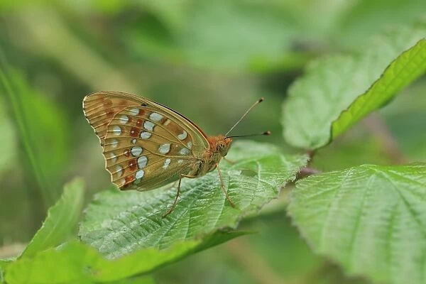 High Brown Fritillary (Argynnis adippe) adult, resting on leaf, Hautes-Pyrenees, Midi-Pyrenees, France, June