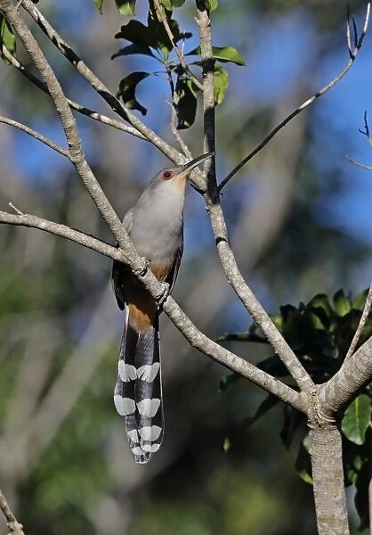 Hispaniolan Lizard-cuckoo (Coccyzus longirostris) adult, perched on branch, Jaragua N. P. Dominican Republic, January