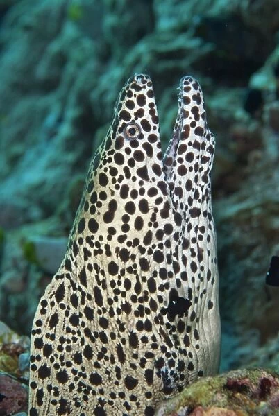 Honeycomb Moray (Gymnothorax favagineus) adult, close-up of head, with open mouth