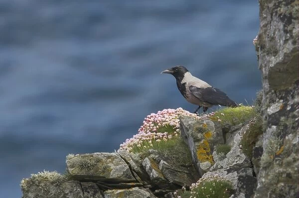 Hooded Crow (Corvus corone cornix) adult, standing on sea cliff with flowering thrift, Sumburgh Head RSPB Reserve, Mainland, Shetland Islands, Scotland