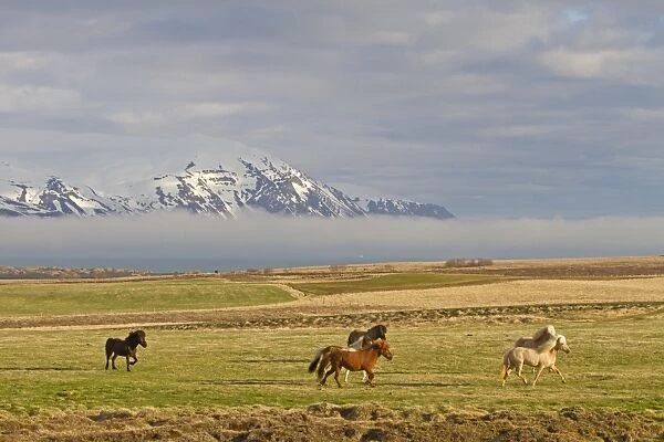 Horse, Icelandic Pony, herd trotting on coastal pasture, near Husavik, Iceland, May