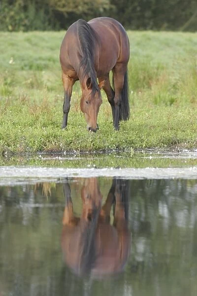 Horse, Thoroughbred, adult, grazing at edge of lake with reflection, West Yorkshire, England, September
