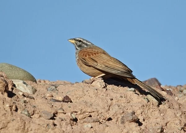 House Bunting (Emberiza striolata) adult male, standing on ground, Ouarzazate, Morocco, february
