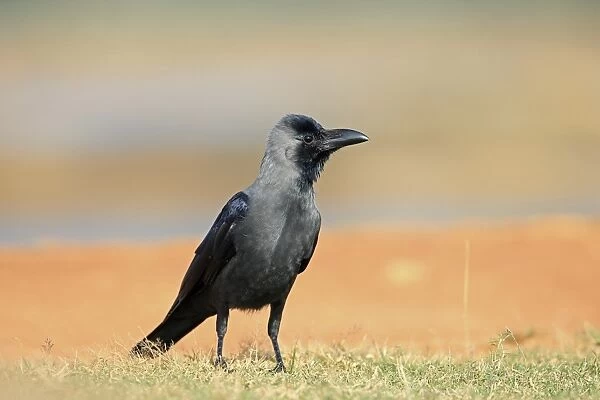 House Crow (Corvus splendens) adult, standing on grass, Sri Lanka, February