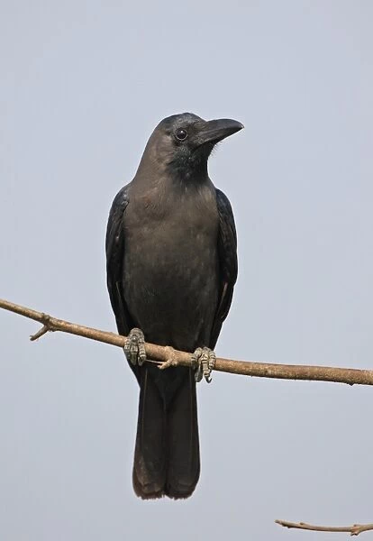 House Crow (Corvus splendens splendens) adult, perched on branch, Assam, India, february