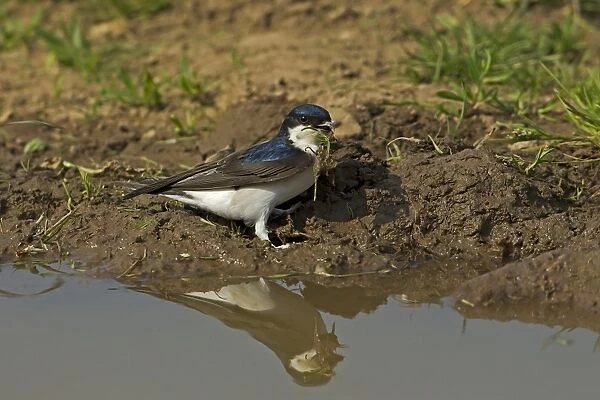 House Martin (Delichon urbica) adult, collecting mud for nesting material from puddle on farmland, Warwickshire, England, april