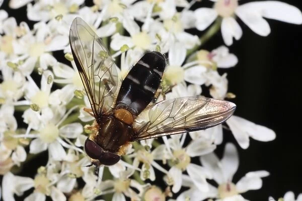 Hoverfly (Leucozona glaucia) adult male, feeding on Hogweed (Heracleum sphondylium) flower, Powys, Wales, july