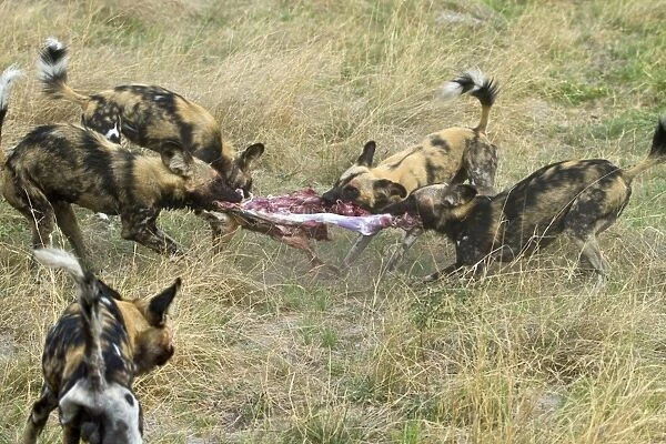 Hunting dogs pull Impala apart. Lycaon pictus is a large canid found only in Africa