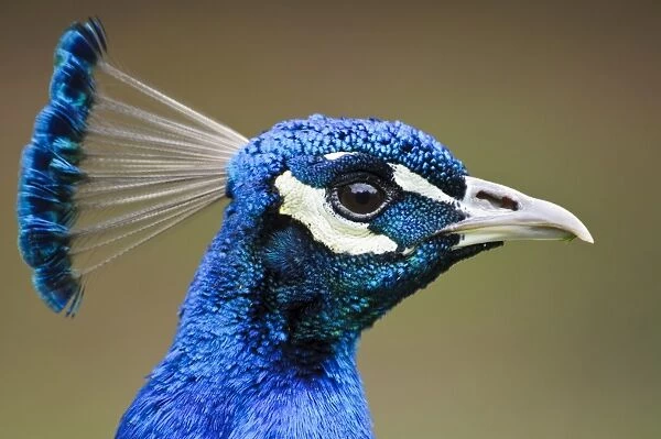 Indian Peafowl (Pavo cristatus) adult male, close-up of head, Arne RSPB Reserve, Dorset, England, May