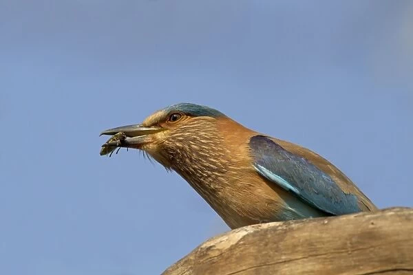 Indian Roller (Coracias benghalensis) adult, with beetle prey in beak, perched on branch, India, February