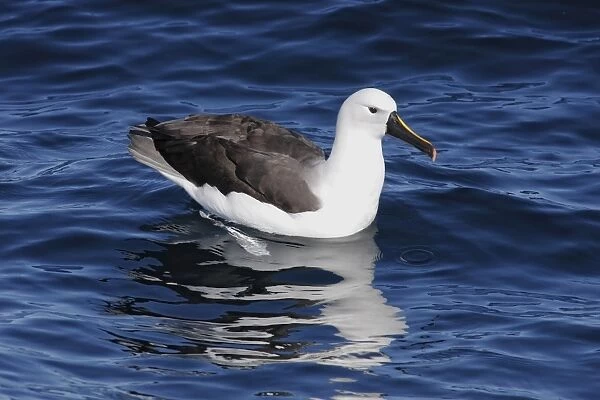Indian Yellow-nosed Albatross (Thalassarche carteri) adult, resting on sea, Woollongong, New South Wales, Australia