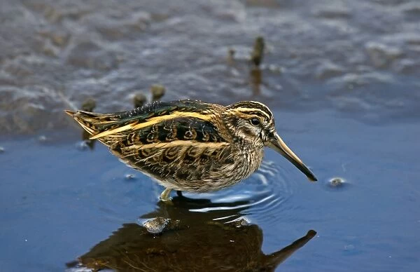 Jack Snipe (Lymnocryptes minimus) adult, standing in shallow water, Isles of Scilly, England, October
