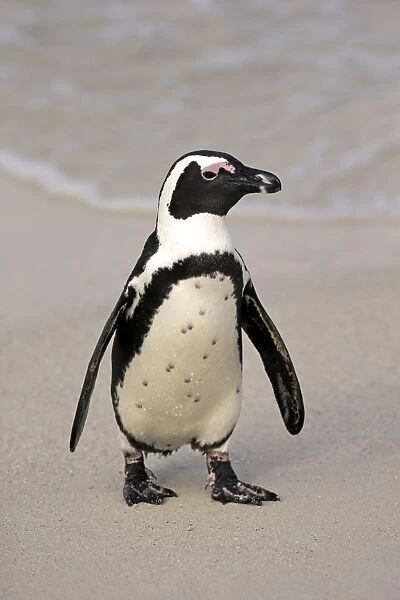 Jackass Penguin (Spheniscus demersus) adult, walking on beach, Boulders Beach, Simonstown, Western Cape, South Africa