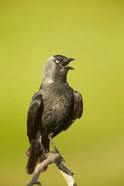 Jackdaw (Corvus monedula) adult, calling, perched on branch, Hungary, May