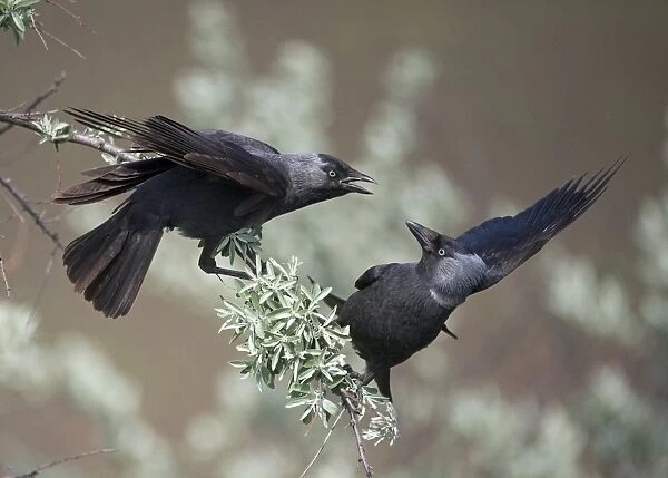 Jackdaw (Corvus monedula) two adults, squabbling on branch, Hortobagy N. P. Hungary, April
