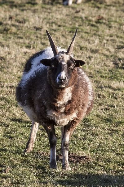 The Jacob sheep is a rare breed of small, piebald multi-horned sheep -Taken on isle of Jura