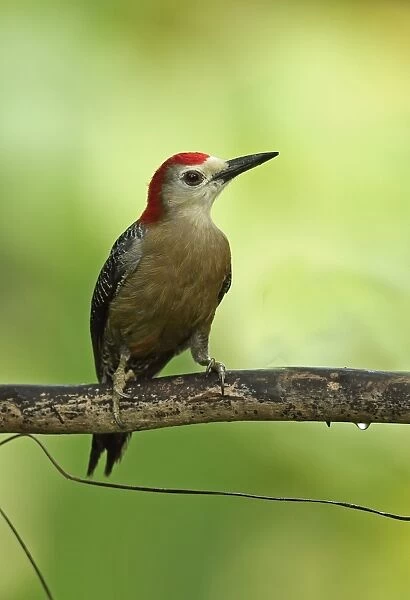 Jamaican Woodpecker (Melanerpes radiolatus) adult male, perched on branch, Marshalls Pen, Jamaica, December