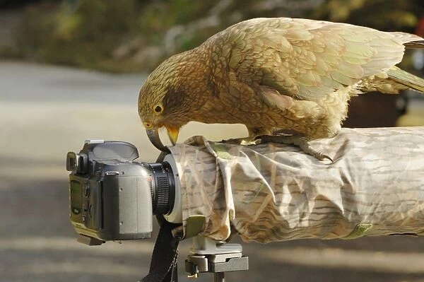 Kea (Nestor notabilis) adult, investigating camera with beak, Arthurs Pass, Southern Alps, South Island, New Zealand