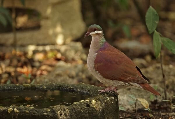 Key West Quail-dove (Geotrygon chrysia) adult, drinking, Cayo Coco, Jardines del Rey, Ciego de Avila Province, Cuba