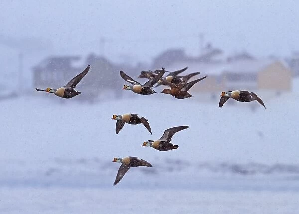King Eider (Somateria spectabilis) adult males and female, wintering flock, in flight during snowfall, Northern Norway, march