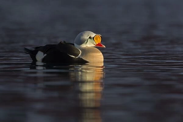 King Eider (Somateria spectabilis) adult male, swimming at sea, Norway, March