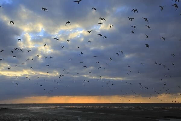 Knot (Calidris canutus) flock, in flight, returning to roost from mudflats exposed at low tide