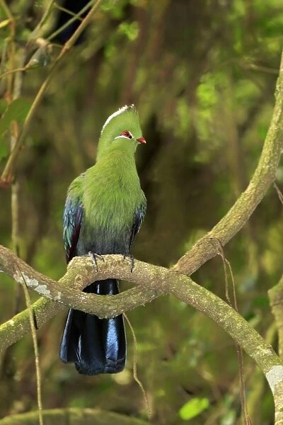 Knysna Turaco (Tauraco corythaix) adult, perched on branch, Knysna, Eastern Cape, South Africa, December
