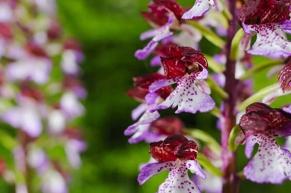 Lady Orchid (Orchis purpurea) close-up of flowers, Italy, may