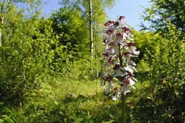 Lady Orchid (Orchis purpurea) flowerspike, growing in woodland habitat, Denge Wood, North Downs, Kent, England, May