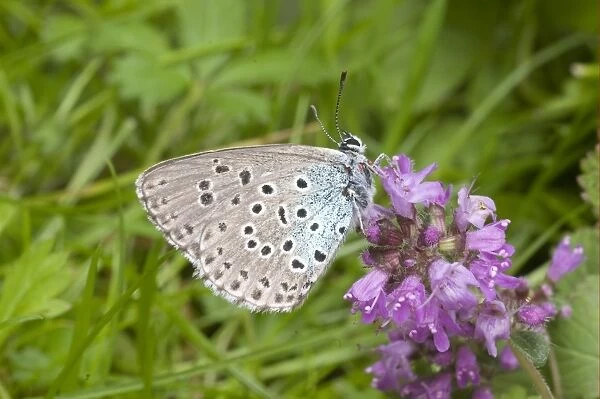 Large Blue (Maculinea arion) adult, underside, resting on thyme flowers, Somerset, England, june