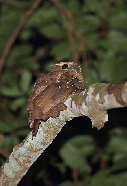 Large Frogmouth (Batrachostomus auritus) adult, perched on branch, Way Kambas N. P