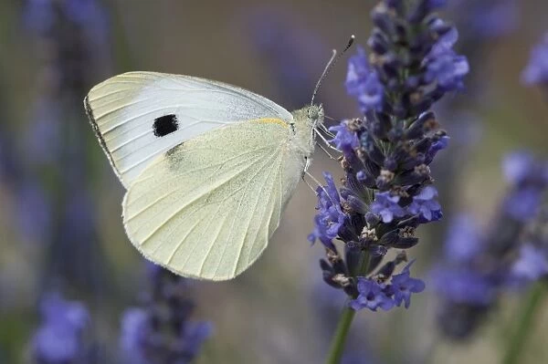 Large White Butterfly (Pieris brassicae) adult female, feeding on lavender flowers, Norfolk, England, August