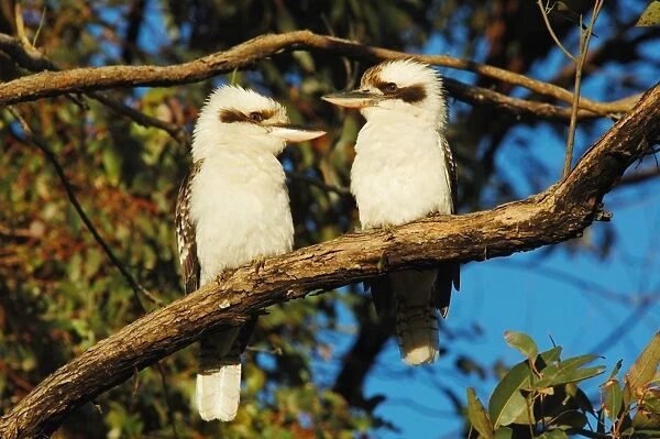 Laughing Kookaburra (Dacelo novaeguineae) adult pair, perched on branch, Eungella N. P. Queensland, Australia, august