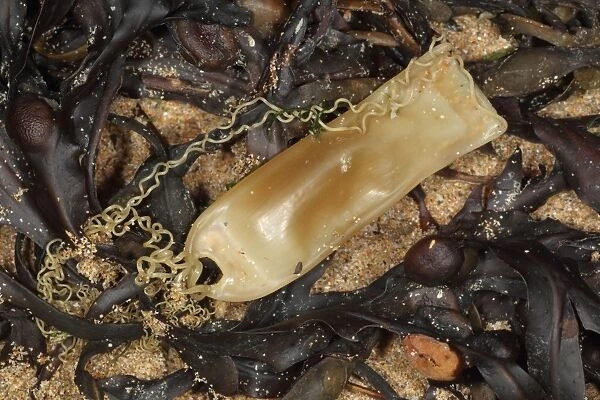 Lesser Spotted Dogfish (Scyliorhinus canicula) Mermaids Purse eggcase, washed up on beach, Cornwall, England, august