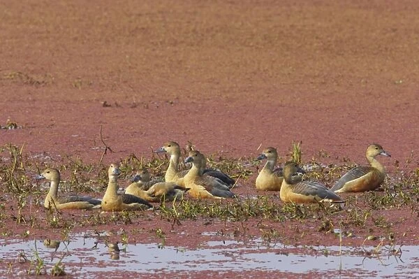 Lesser Whistling-duck (Dendrocygna javanica) adults, flock in shallow water on marshland, Keoladeo Ghana N. P. (Bharatpur), Rajasthan, India