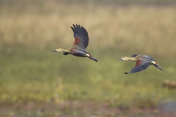 Lesser Whistling-duck (Dendrocygna javanica) two adults, in flight, Keoladeo Ghana N. P. (Bharatpur), Rajasthan, India