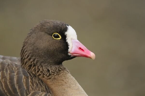 Lesser White-fronted Goose (Anser erythropus) adult, close-up of head, january (captive)